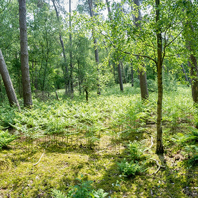 Panoramaaufnahme des Waldgebiets. Zwischen den Bäumen liegt sogenanntes Totholz. Ein Moosteppich bedeckt den Boden. (vergrößerte Bildansicht wird geöffnet)